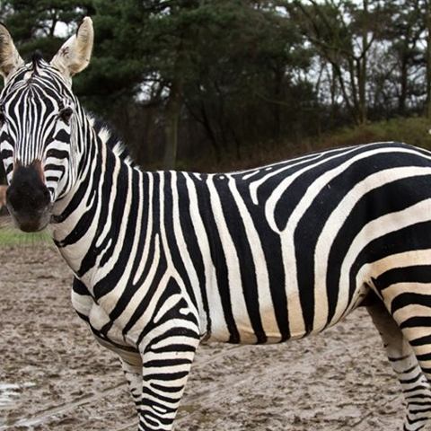 Zebra